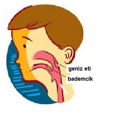 BADEMCİK VE GENİZETİ  HASTALIKLARI