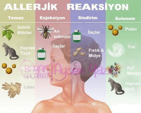BAŞLICA ALERJİK MADDELER
