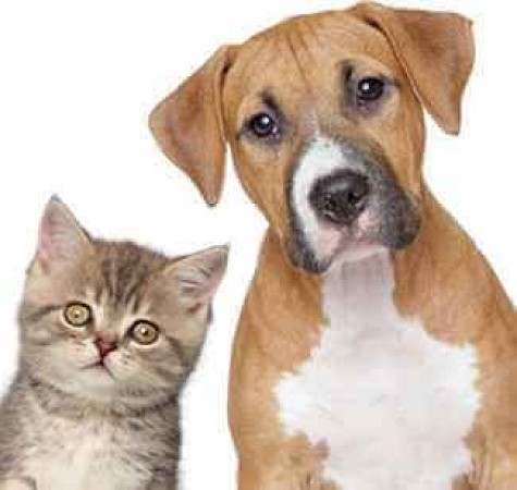 HAYVAN ALERJİSİ KEDİ-KÖPEK-KUŞ TÜYÜ ALERJİSİ