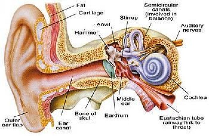 KULAK  VE  ÖSTAKİ BORUSU ANATOMİSİ - İŞİTME SİSTEMİ
