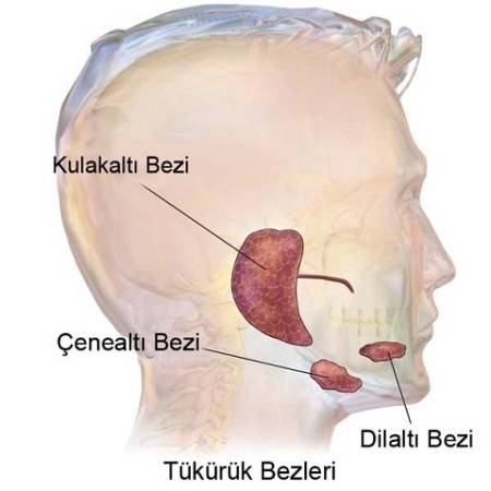 TÜKÜRÜK BEZLERİ  TÜKRÜK BEZİ İLTİHABI-ŞİŞMESİ-KANSERİ